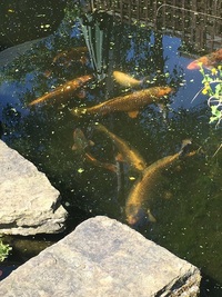 Ghost Carp require rehoming due to house move