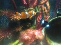 Comman clown fish pair