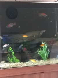 Malawi mbuna for sale whole group only.will not split £180 takes all