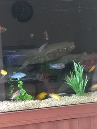 Malawi mbuna for sale whole group only.will not split £180 takes all