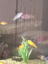 Malawi mbuna for sale whole group only.will not split £180 takes all