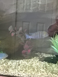 Malawi mbuna for sale whole group only.will not split £180 takes all