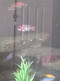 Malawi mbuna for sale whole group only.will not split £180 takes all