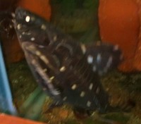 LARGE Acanthodoras/Agamyxis Talking Catfish