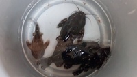 LARGE Acanthodoras/Agamyxis Talking Catfish