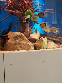 uaru fernandezyepezi Group