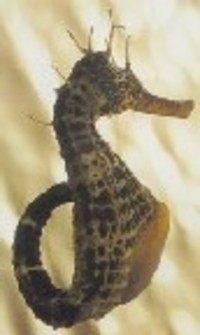 Hippocampus Abdominalis - Pot Bellied Seahorse