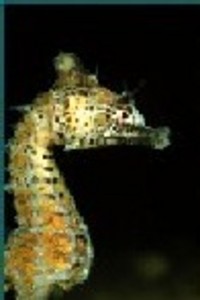 Hippocampus Breviceps