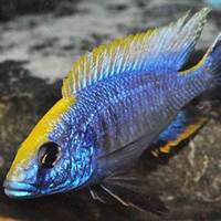 Cichlids