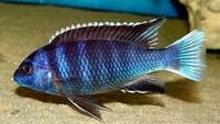 Cichlids