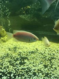 3 x kissing gouramis £30 for all 3