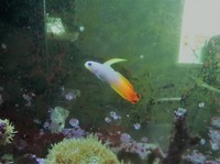 Breaking Down 450l Tank - Low Cost for Fast Sale