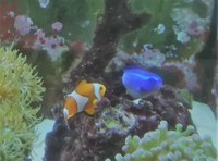 Breaking Down 450l Tank - Low Cost for Fast Sale