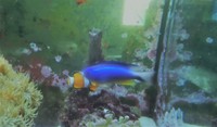 Breaking Down 450l Tank - Low Cost for Fast Sale