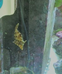 Breaking Down 450l Tank - Low Cost for Fast Sale
