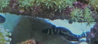 Breaking Down 450l Tank - Low Cost for Fast Sale