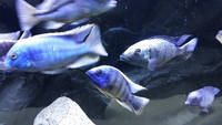 AFRICAN CICHLID SHOW QUALITY MALES