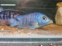 Placidochromis Giseli 14cm Males