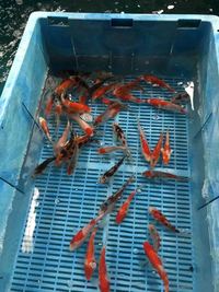 🇯🇵🐟Japanese Koi🐟🇯🇵 - Maidenhead Aquatics @ Rutland