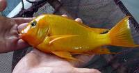 WILD CAUGHT- Tropheus & Petrochromis
