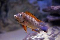 WILD CAUGHT- Tropheus & Petrochromis