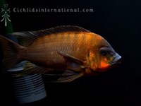 WILD CAUGHT- Tropheus & Petrochromis