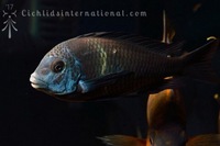 WILD CAUGHT- Tropheus & Petrochromis