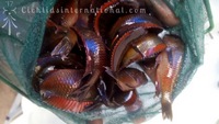 WILD CAUGHT- Tropheus & Petrochromis