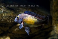 WILD CAUGHT- Tropheus & Petrochromis