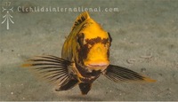 WILD CAUGHT- Tropheus & Petrochromis