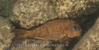 WILD CAUGHT- Tropheus & Petrochromis