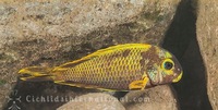 WILD CAUGHT- Tropheus & Petrochromis