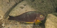 WILD CAUGHT- Tropheus & Petrochromis