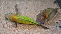 WILD CAUGHT- Tropheus & Petrochromis