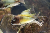 WILD CAUGHT- Tropheus & Petrochromis