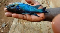 WILD CAUGHT- Tropheus & Petrochromis