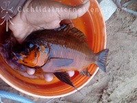 WILD CAUGHT- Tropheus & Petrochromis