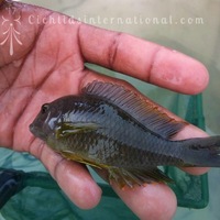 WILD CAUGHT- Tropheus & Petrochromis