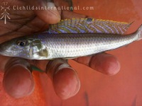 WILD CAUGHT- Tropheus & Petrochromis