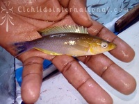 WILD CAUGHT- Tropheus & Petrochromis