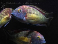 WILD CAUGHT- Tropheus & Petrochromis