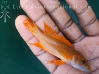 WILD CAUGHT- Tropheus & Petrochromis