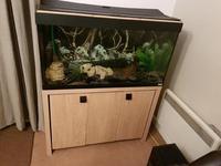 FOR SALE BARGAIN Fluval roma 200 and stand £100