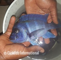 WILD CAUGHT- Tropheus & Petrochromis