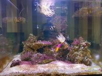 Red Sea Reefer 170 (Black) with equipment (£370)