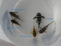 Corys and L# Plecos for sale