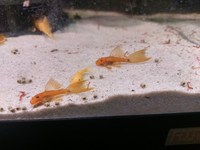 Corys and L# Plecos for sale