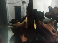 Corys and L# Plecos for sale