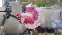 Top Grade Betta Splendens Siamese Fighting Fish