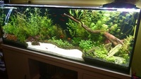 fish tank 375